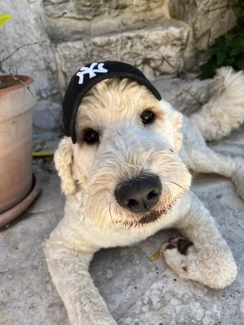 Goldendoodle Dexter aus Maschen mit cooler Cap im Kroatien-Urlaub | Foto: Beata Duve 