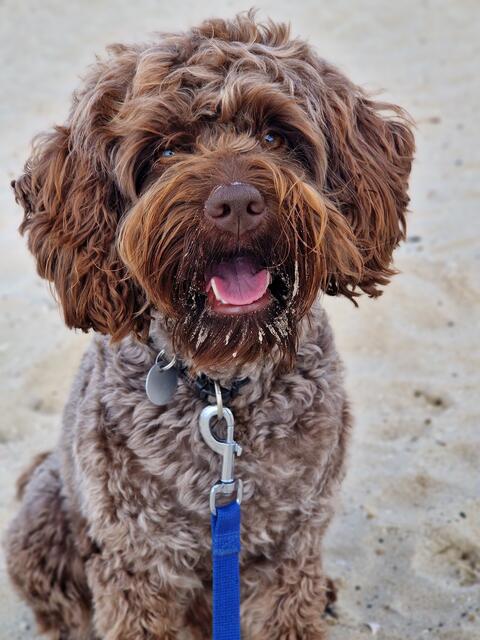  Fiete aus Estebrügge hat die treusten Hundeaugen
 | Foto: Maike Lieske