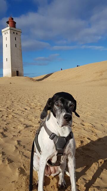 Die Pointer Hündin Chelsea aus Tespe in Dänemark beim Leuchtturm Rubjerg Knude | Foto: Nicole Suhk
