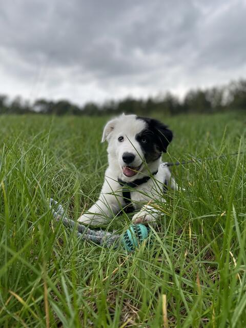 Das ist der kleine zehn Wochen alte Rüde Bailey.
Er wohnt in Hollenstedt bei Annkathrin Detje und Denis Lüloff




 | Foto: Annkathrin Detje  