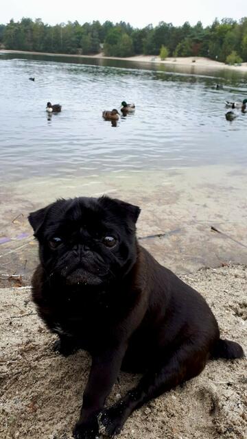 Hund Qualalou de Los Rayos aus Wiepenkathen hat ein Auge auf die Enten | Foto:  Helga Feindt