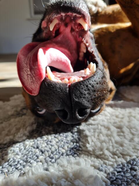 Das ist Paul (1J.), er gehört zur Familie Penzel aus Asendorf. Paul ist jeden Donnerstag und zwischendurch beim Nachbar Thorsten Boller zum Einhüten. Ich Foto hat Thorsten Boller beim Toben gemacht
 | Foto: Thorsten Boller