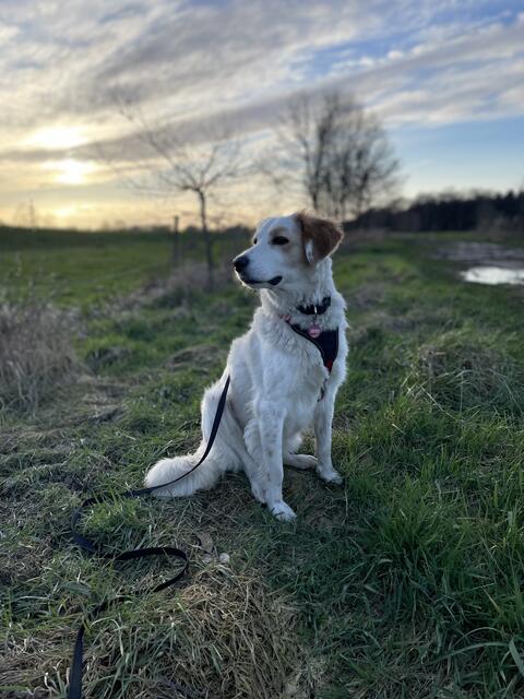 Ihre Besitzer, Chantal und Elias Bahlke sowie Florian Peglau aus  Engelschoff  haben „Belle“ - einem Setter-Collie Mischling, im Februar aus dem Tierheim geholt, um ihr ein wunderschönes Leben zu bieten!
Unsere Lieblingsfotos habe ich angehängt. Fotografin: Chantal Bahlke
 | Foto: Chantal Bahlke