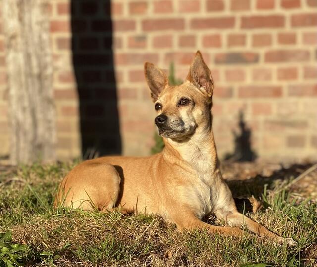 Isi, acht Jahre, Rehpinscher aus Spanien von der Straße über die Tierhilfe nach Götzdorf  gekommen | Foto:  Regina Jentsch