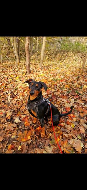 Das ist Archie der deutsche Pinscher. "Eine eher selten anzutreffen Rasse", erklärt Halterin Julia Gippert aus Tespe in der Samtgemeinde Elbmarsch.


 | Foto: J. Gippert