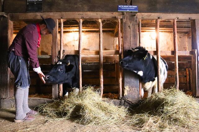 Darstellender der "Gelebten Geschichte" füttert das Schwarzbunte Niederungsvieh | Foto: FLMK