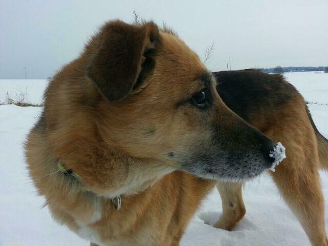 Ronja, die 16 Jahre in Nenndorf gelebt hat und lange Jahre auch beim Aufbau des Weihnachtsmarkts dabei war, liebte Schnee.

"Da sie ein wilder Zuchtmix aus dem Tierheim war (über Fundhund Viola im Wochenblatt wurden zwei Würfe Schäfer-Colli-Mixwelpen gefunden) und man nichts über den Vater wusste, vermutete meine Tochter, es sei wohl ein Husky bei den Vorfahren dabei gewesen", erklärt Angelika Haase | Foto: Haase