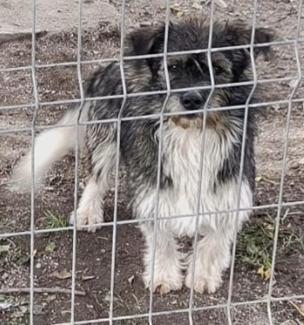 Der rumänische Mischlingsrüde "Collin", den Familie Langner adoptiert hat, damals in Rumänien | Foto: Mira-Tierhilfe