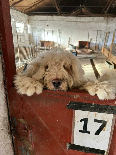 Ein ganz neugieriger lieber Hund | Foto: Ralf Langner
