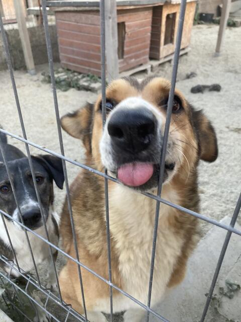 Die Tiere im rumänischen Shelter sind - trotz ihrer teils schlechten Erfahrungen mit Menschen - größtenteils freundlich | Foto: Ralf Langner