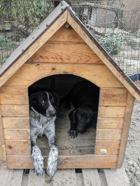 Manche Hunde sind aber auch verängstigt | Foto: Ralf Langner