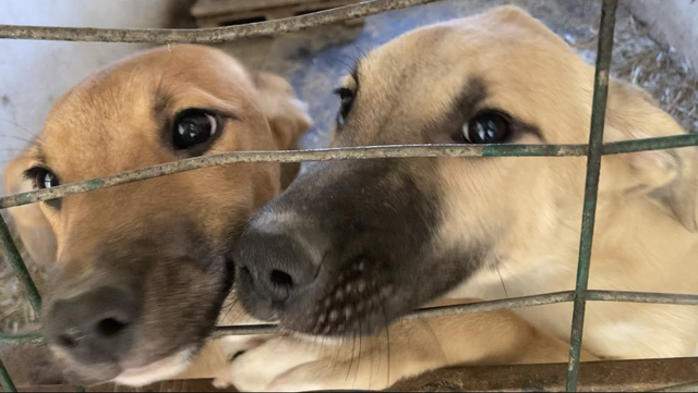 Junge Hunde an der Gittertür | Foto: Ralf Langner