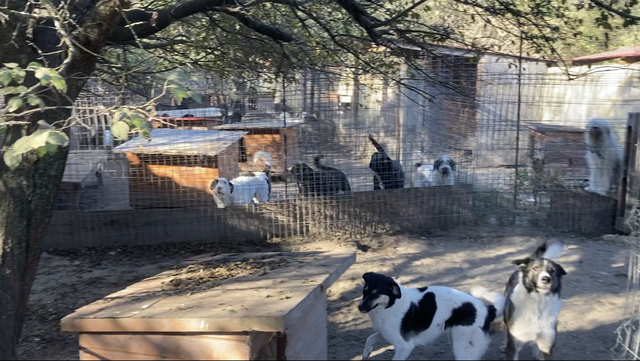 Die Hunde-Rudel im Sheltergehege | Foto: Ralf Langner