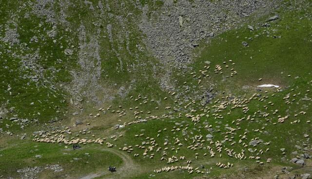 Herdenschutzhund mit Schafherde in den Süd-Karpaten | Foto: Besser