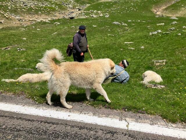 Hirten mit Herdenschutzhunden an der Passstraße Transfagarasan in den Süd-Karpaten | Foto: Besser