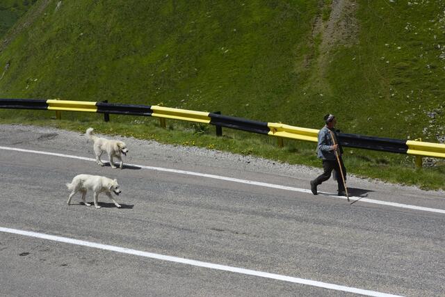 Hirte mit Herdenschutzhunden auf der Passstraße Transfagarasan in den Süd-Karpaten | Foto: Besser