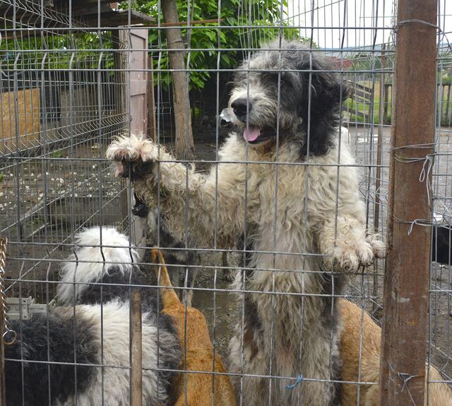 Herdenschutzhund-Mischlinge im privaten Shelter von Rodica Irimescu in Calan | Foto: Besser