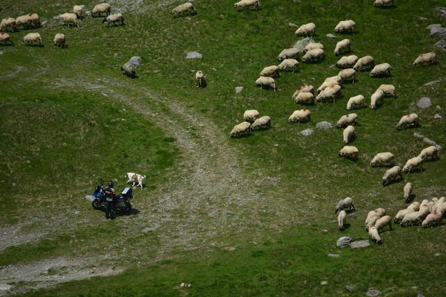 Ein Motorradfahrer ist von der Transfagarasan-Hochstraße in den SüdKarpaten zu einer Schafherde runtergefahren um Fotos zu machen. Einer der Herdenschutz umrundete ihn friedlich, aber sehr aufmerksam | Foto: Besser