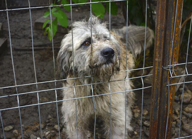 Herdenschutzhund-Mischling im privaten Shelter von Rodica Irimescu in Calan | Foto: Besser