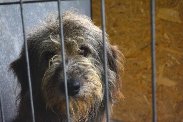 Herdenschutzhund-Mischling im privaten Shelter von Rodica Irimescu in Calan | Foto: Besser