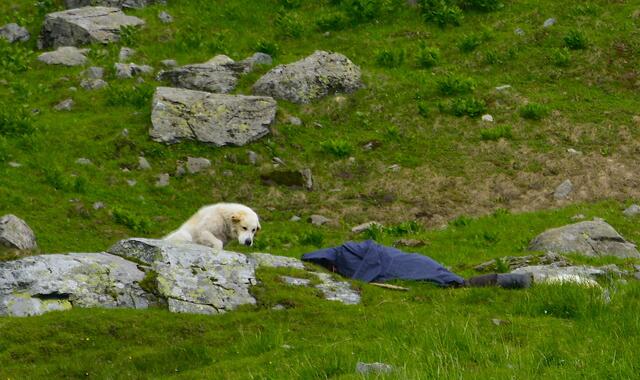 Schlafender Hirte mit seinem Herdenschutzhund in den Karpaten | Foto: Besser