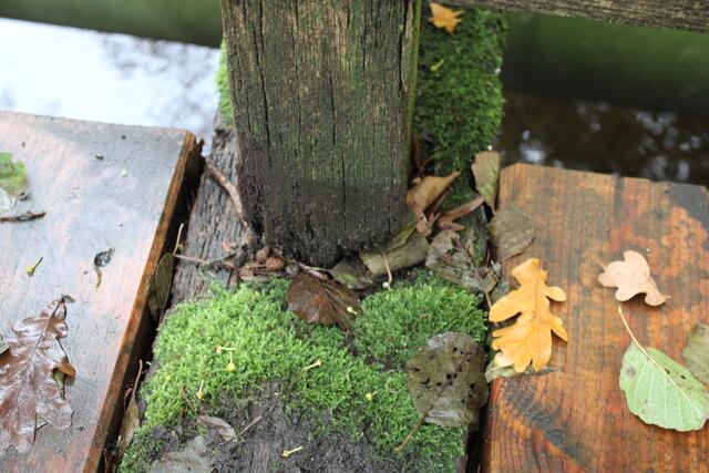 Brücke "Am Wiedenhof": vermoderter Balken | Foto: pöp