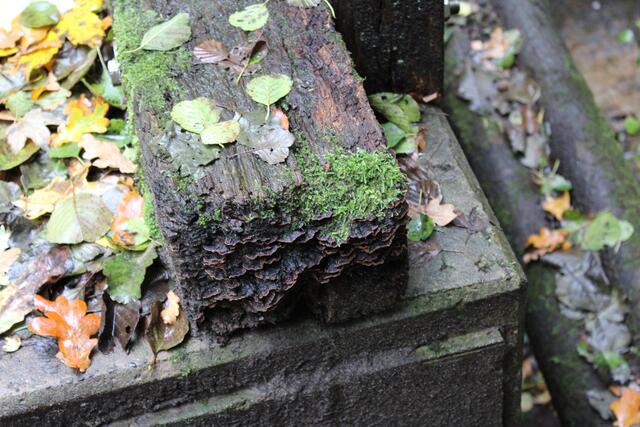 Brücke am Hof Weihe: Aus diesem Balken wachsen Pilze | Foto: pöp