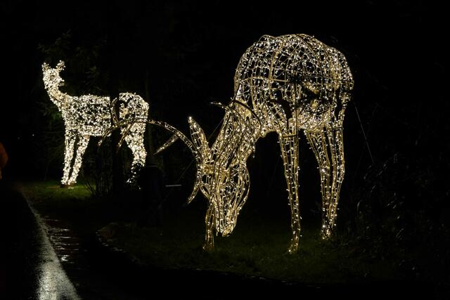 Foto: (c) Robert Gitler