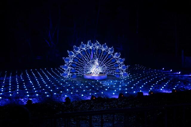 Foto: (c) Robert Gitler