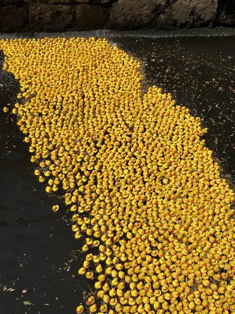 2.000 Enten im Wasser | Foto: Peter Sommer / Lions Club Buxtehude
