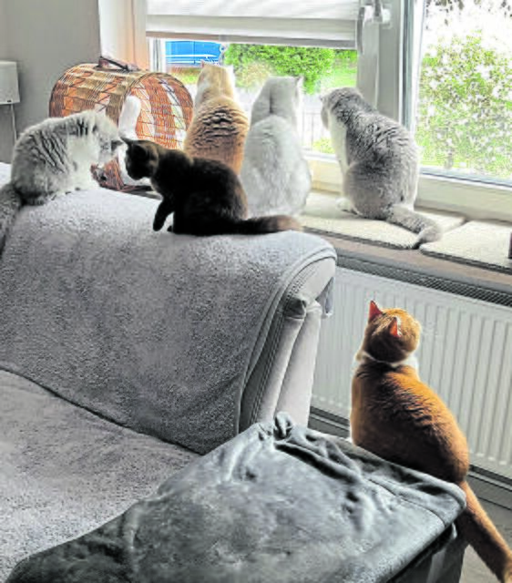 Zur Familie gehören auch sechs Stubenkatzen der Rasse Britisch Kurzhaar | Foto: Gibbe