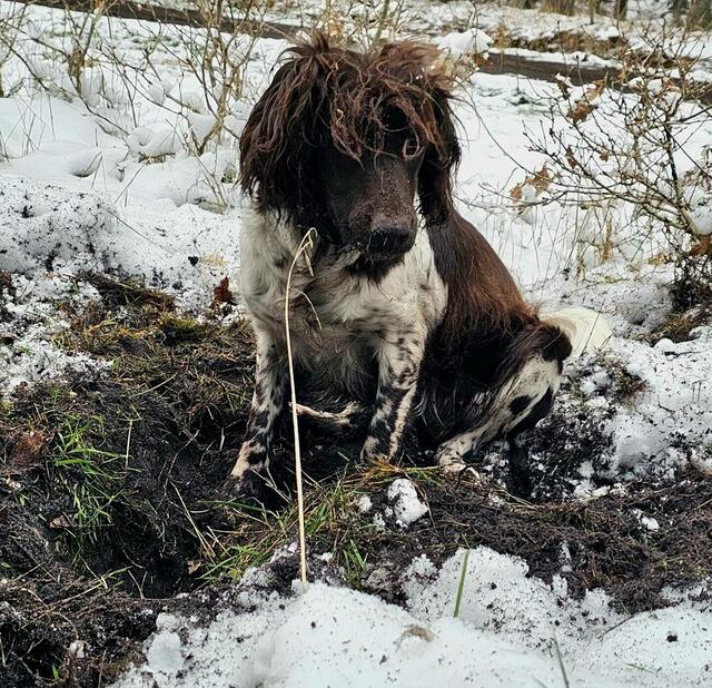Ein Frechdachs im Schneematsch  | Foto: Bianca Wollenweber auf Facebook