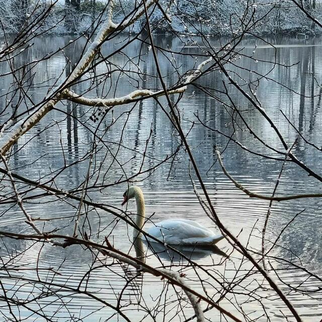 Schwan im winterlichen Teich | Foto: Dominik Hagenah auf Facebook