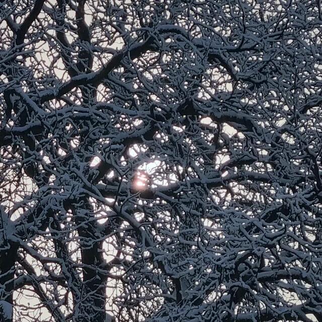 Schneebedecktes Geäst  | Foto: Manuela Zank auf Facebook