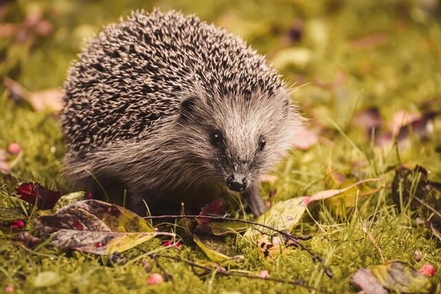 Der Igel ist zum Tier 2024 gewählt worden | Foto: Alexas Fotos