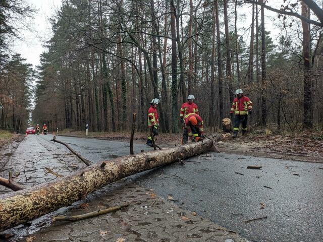 In Marxen drohte ein Baum auf die Straße zu stürzen. Er wurde sicherheitshalber gefällt und von der Feuerwehr weggeräumt | Foto: Pressestelle Feuerwehr Samtgemeinde Hanstedt