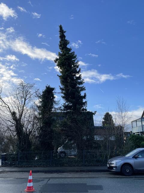 Auch in Fleestedt musste die Feuerwehr ausrücken. Ein Baum auf einem Grundstück an der Winsener Landstraße, Höhe Bürgermeister-Wittwer-Weg, droht auf die Straße zu fallen  | Foto: sra