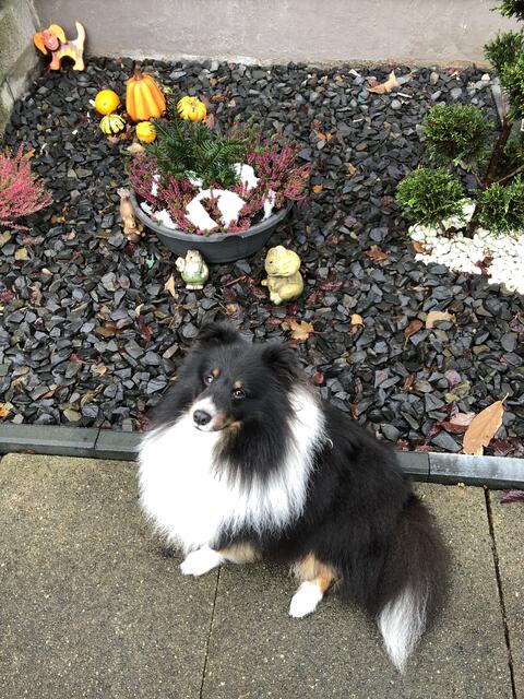 Der kleine Sheltie Smeilo aus Seevetal wird im März drei Jahre alt  | Foto: Regina Girod- Pfeiffer
