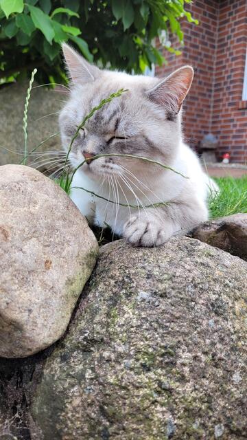 Unser Kater Spucky aus Todglüsingen genießt die Sonnenstrahlen | Foto: Jannek Meier