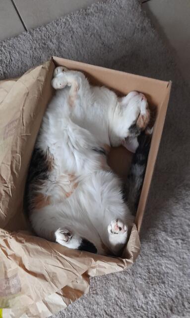 Lucy aus Buchholz ist fertig zum verschicken | Foto: Elisabeth Müller