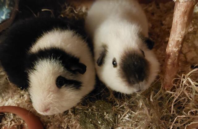 Die Winsener Meerschweinchen Eddi und Mira | Foto: Jona Freitag