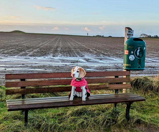 Rainer und Sandra Pengels Beagle Hündin Paula aus Wenzendorf im Urlaub auf Amrum (vielleicht wartet sie gerade auf den Bus) | Foto: Sandra Pengel