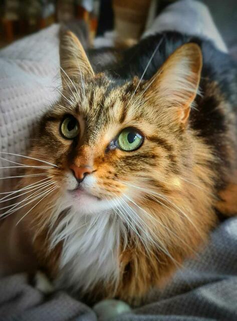 Katze Lotti von Martina Golbach aus Wulfsen | Foto: Ingrid Schumann