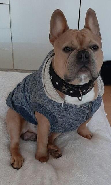 Französisch Bulldogge Arti von Simone Sievers aus Eyendorf  | Foto: Simone Sievers
