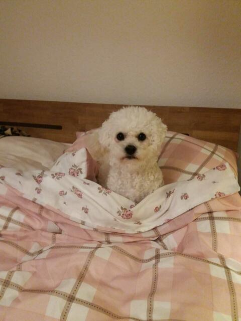 Lissy-Pups von Marion Christiansen aus Tostedt kämpft jeden Abend um den besten Platz im Bett | Foto: Marion Christiansen 