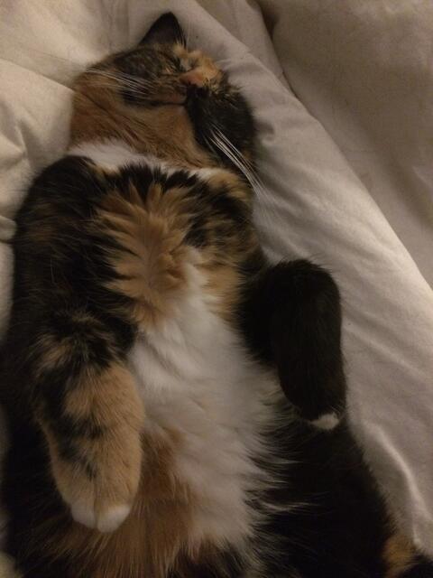 Katze Mäuschen aus Tostedt | Foto: Felizitas Haendel