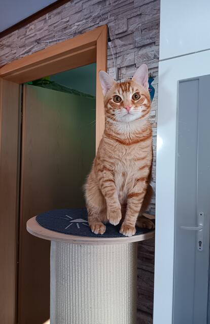 Kater Pacsha von Susan Rosner aus bad harzburg | Foto: Susan Rosner 