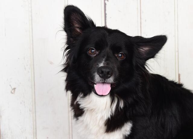 Border Collie Mischling Skippy von Laura Bergmann aus Buchholz | Foto: Fotostudio Studioline