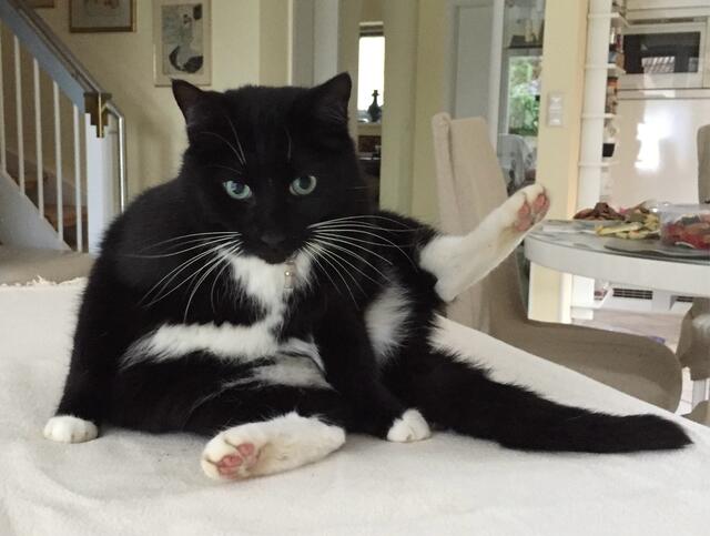 Renate Nottorfs Kater Gismo aus Woxdorf hat sich vor 8 Jahren selbst eingemietet | Foto: Renate Nottorf
