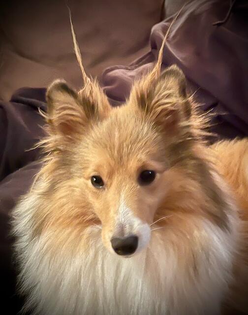 Sheltie Kaja von Evelyn Hilbeck aus Buchholz | Foto: Evelyn Hilbeck